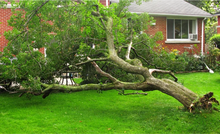 Emergency Tree Removal 2