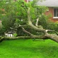 Emergency Tree Removal 2