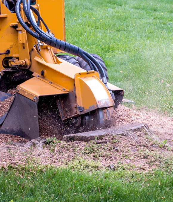 Stump Removal & Stump Grinding