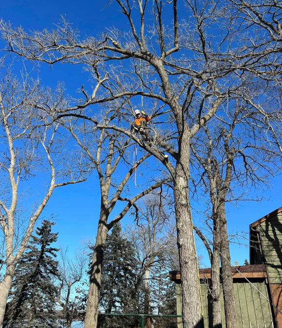 Tree Trimming & Pruning