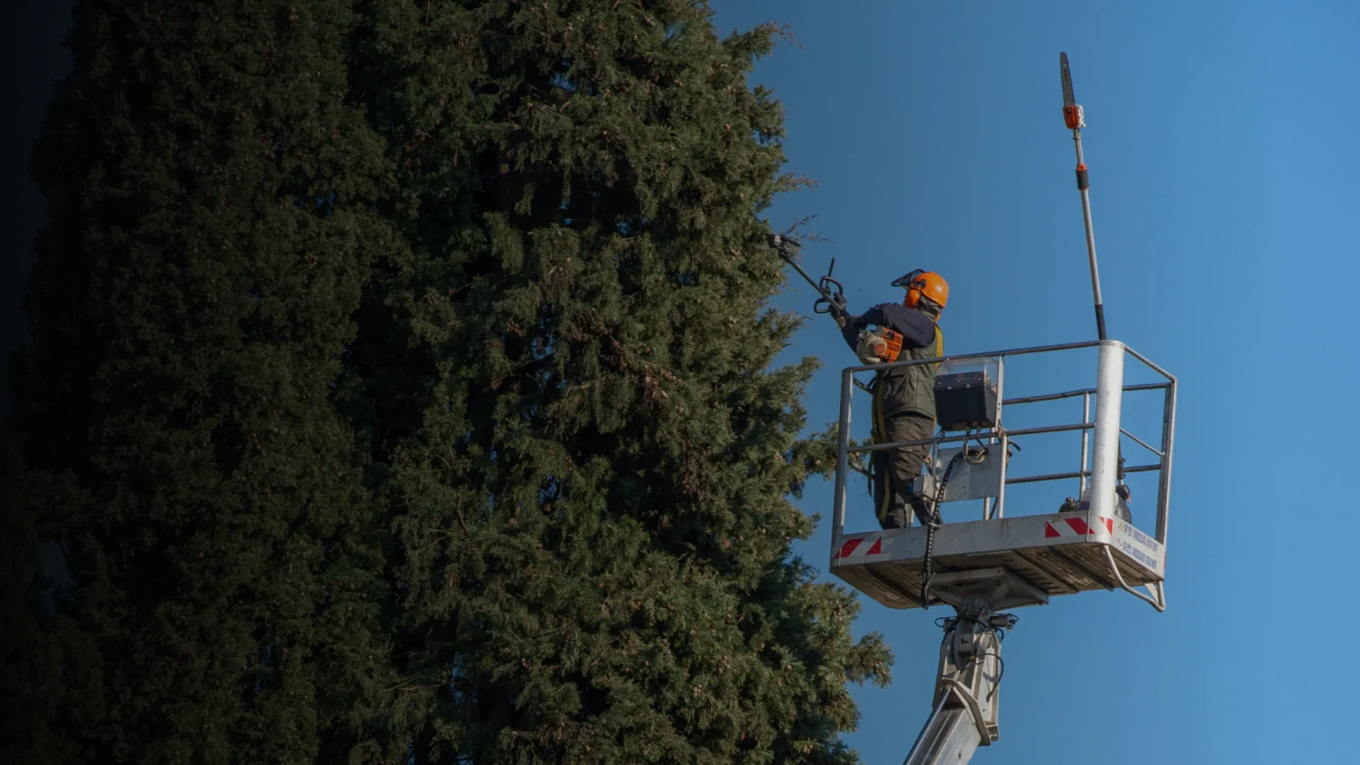 ally tree service Hero