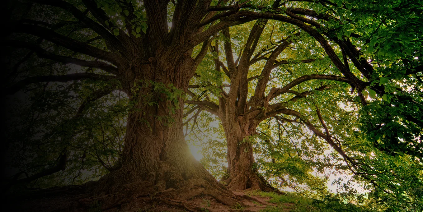 ally tree service Hero 3