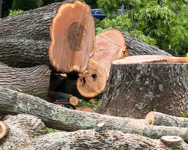 ally tree service little falls mn 2025 09 19T16 42 29.282258Z 8350.263136069347